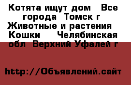 Котята ищут дом - Все города, Томск г. Животные и растения » Кошки   . Челябинская обл.,Верхний Уфалей г.